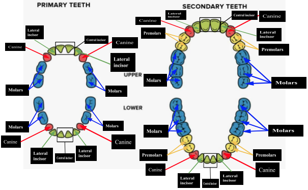 <p>2123 (2 incisors = central incisor and lateral incisor, 1 canine, 2 premolars, and 3 molars) </p>