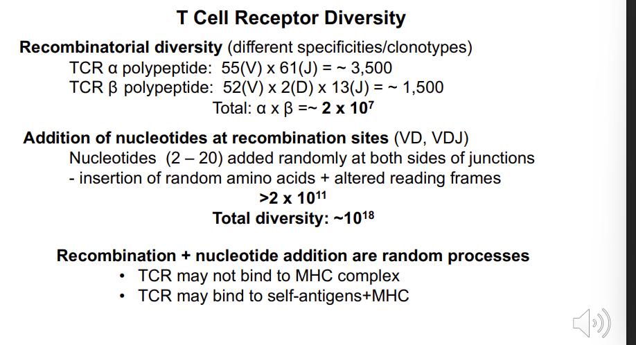 <ul><li><p>the locus of the T cell receptor alpha chain </p></li><li><p>55 V regions and 61 joining regions → one of each needs to be brought together to form a <strong>functional exon </strong></p></li><li><p>this requires the rearrangement of the chromosome at this locus - which is mediated by the enzymes rag 1 and 2 </p></li><li><p>looping of DNA randomly aligns one of the V and J segments → religated to form a continuous exon </p></li><li><p>inclusion/removal of nucleotides → adds further diversity </p></li><li><p>3500 different exons for alpha chains </p></li><li><p>B chain has fewer J segments but 2 more D segments 1500 different antigen binding regions </p></li><li><p>any of the alpha chains can bind with any of the beta chains → adds further diversity 2×10<sup>7</sup></p></li></ul><p></p>