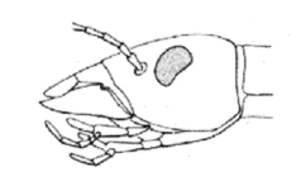 <p>Which mouth orientation is this? </p>