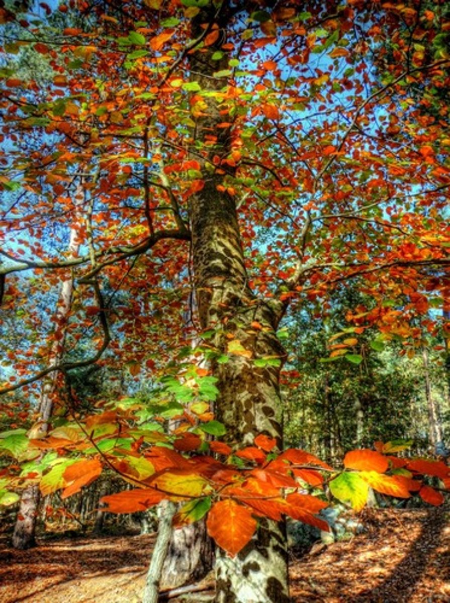 <p>in the fall</p>