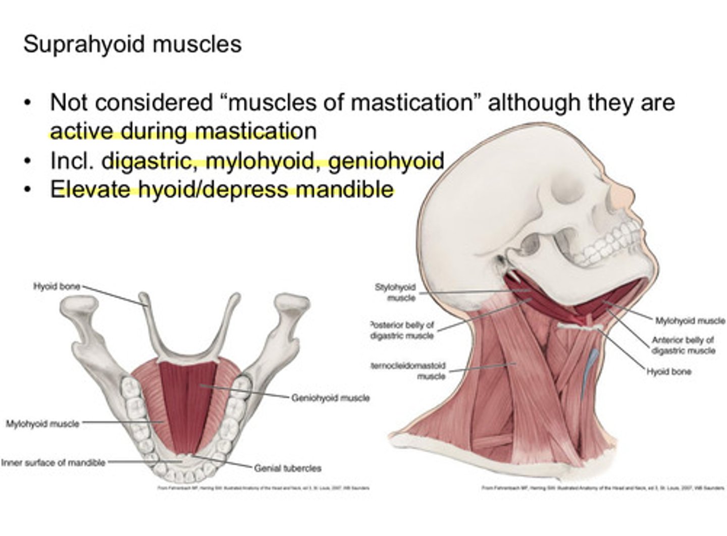 <p>digastric, mylohyoid, and geniohyoid</p>