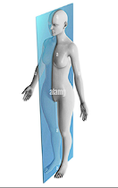<p>Sagittal plane that runs directly down the midline of the body (vertically from top to bottom) </p>