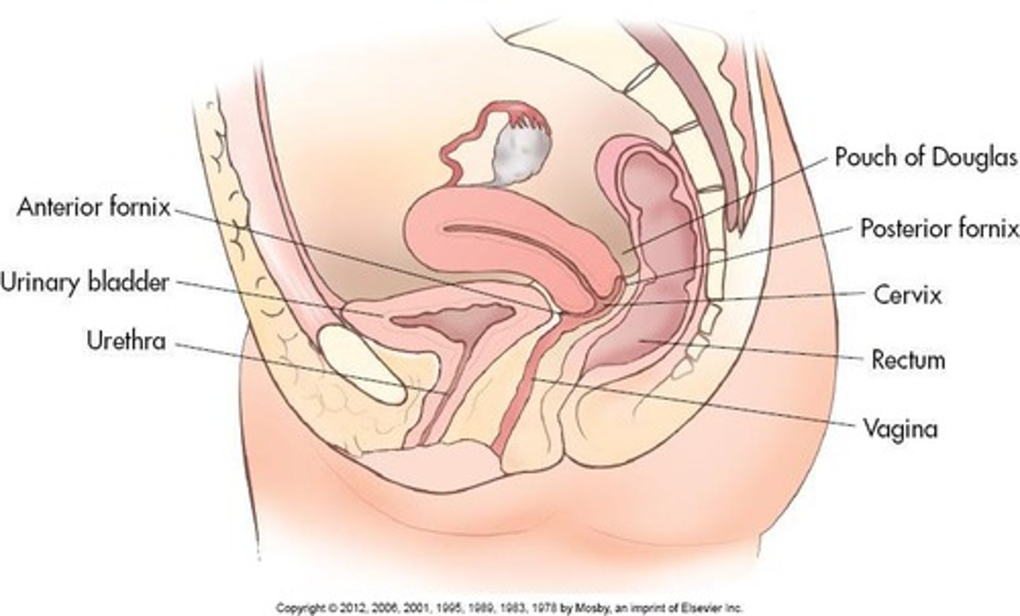 <p>A collapsed muscular tube that extends from external genitalia to the cervix of the uterus.</p>