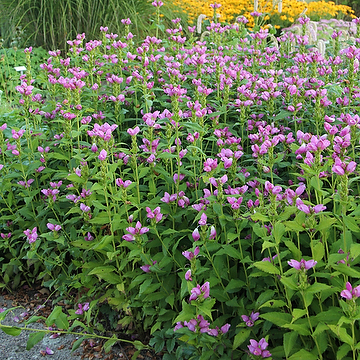 <p>Vilken blomma?</p>