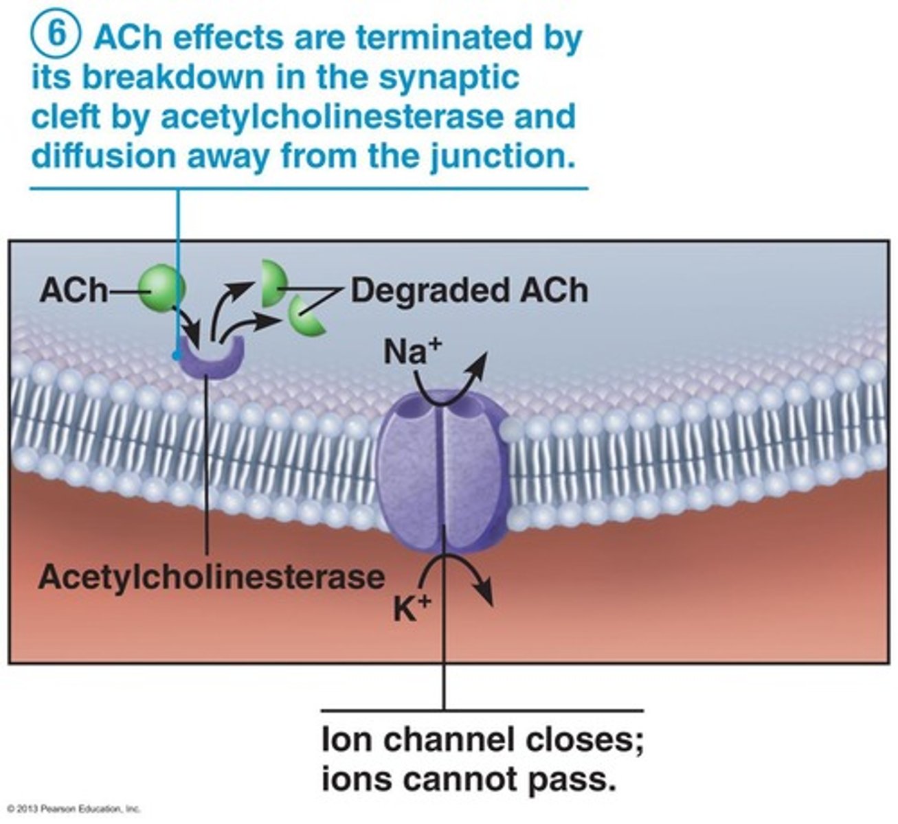 <p>Calcium ions are released from the sarcoplasmic reticulum to initiate contraction.</p>