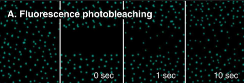 <p>The membrane photo-bleaching experiment: FRAP - <em>Fluorescence Recovery after Photobleaching</em></p><ul><li><p>definitively quantitative (measure the percent of recovery)</p></li><li><p>No need for rat/people blobs</p></li><li><p>Easier to differentiate stationary proteins</p></li></ul><p></p>