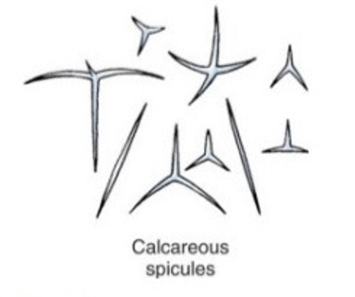 <p>Calcium Carbonate Spicules (really tough like rocks, defense mechanism)</p>