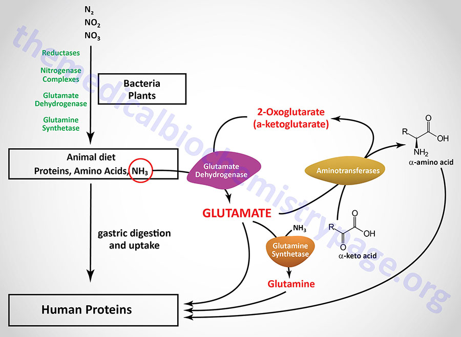 <ul><li><p>most amino acids undergo deamination in the liver</p></li><li><p><span style="font-family: Arial">can occur by the action of a range of enzymatic reactions:</span></p><ul><li><p><span style="font-family: Arial">aminotransferases</span></p></li><li><p><span style="font-family: Arial">glutamate dehydrogenase (oxidative deamination)</span></p></li><li><p><span style="font-family: Arial">glutaminase</span></p></li></ul></li></ul><p></p>