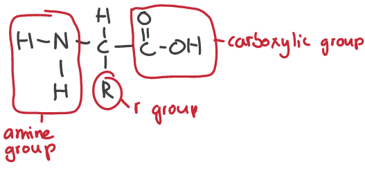 <p>amino group (NH2), carbon, hydrogen, R-group and carboxyl group (COOH)</p>