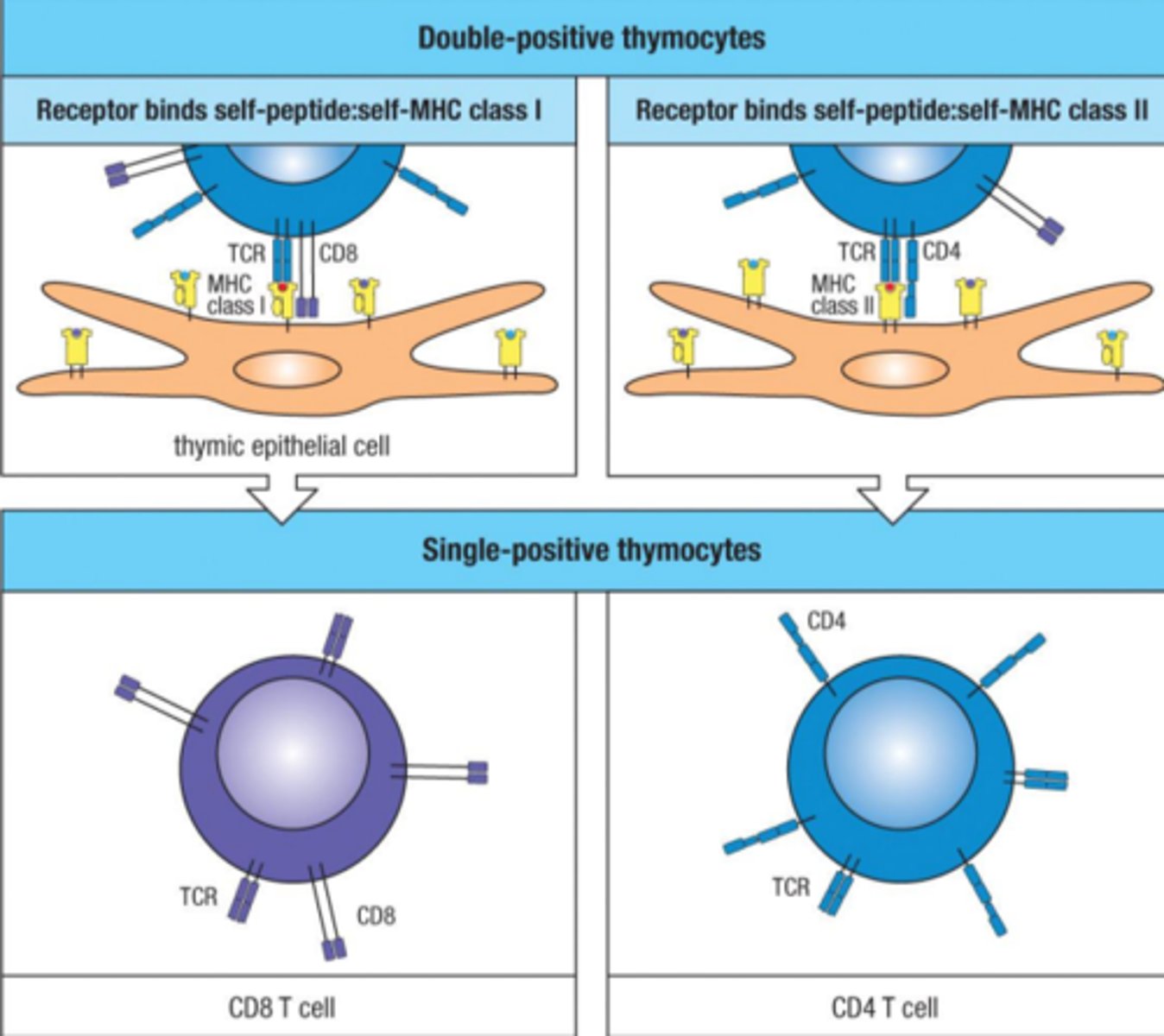 <p>when CD4 or CD8 is lost on a thymocyte</p><p>double-positive thymocyte has both CD8 and CD4</p><p>CD8- comes from a double-positive thymocyte, self-peptide to MHC class I</p><p>CD4- comes from double positive thymocyte, self-peptide to MHC class II</p>