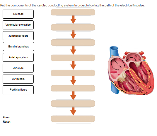<p>Put the components of the cardiac conducting system in order, following the path of&nbsp;the electrical impulse.<br><span style="font-size: inherit; font-family: inherit"><br></span></p>