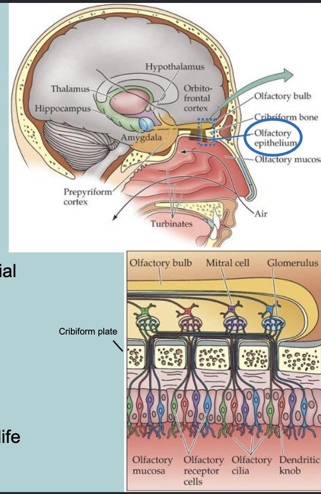 <p>Receptor organ in the nose</p><ul><li><p>Olfactory Epithelium (6 million receptors)&nbsp;</p></li></ul><p></p>