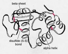 The third level of protein structure; the overall, three-dimensional shape of a polypeptide due to interactions of the R groups of the amino acids making up the chain.