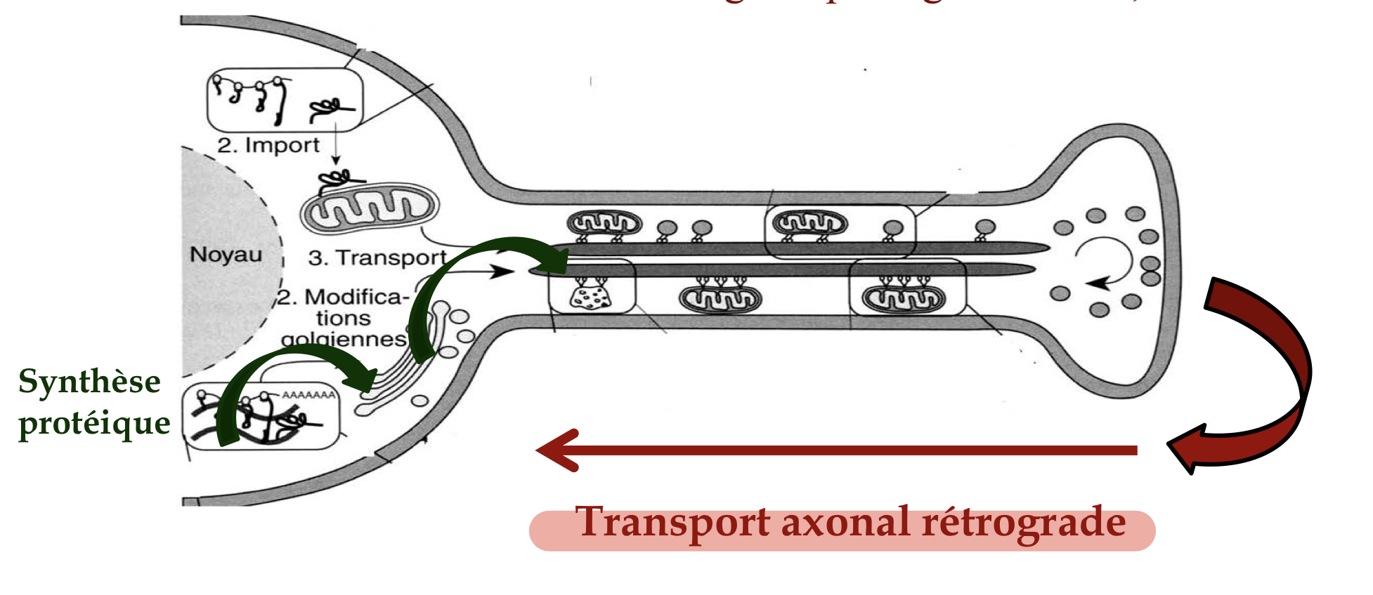 <p>-ramène vers le péricaryon les substances captées par les terminaisons nerveuses (synapses)</p><p>-la captation par les boutons synaptique n’est pas spécifique</p><ul><li><p>facteurs trophiques (f. de croissance)</p></li><li><p>organites lésés pour digestion par les lysosomes</p></li><li><p>mais aussi les agents pathogènes: virus, toxines</p></li></ul><p></p>