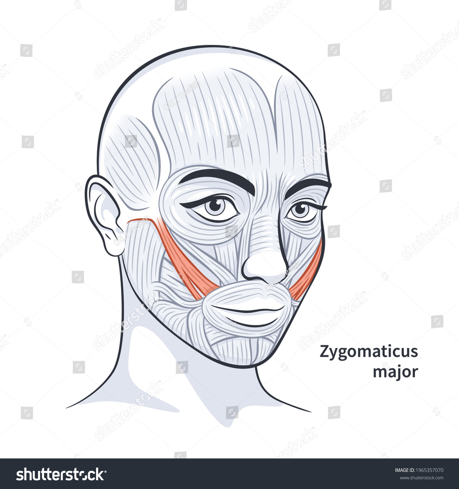 <p><span>Elevates corners of mouth (smiling).</span></p>