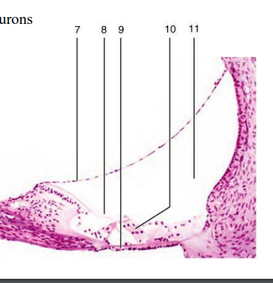 <p>locate the organ of corti </p>