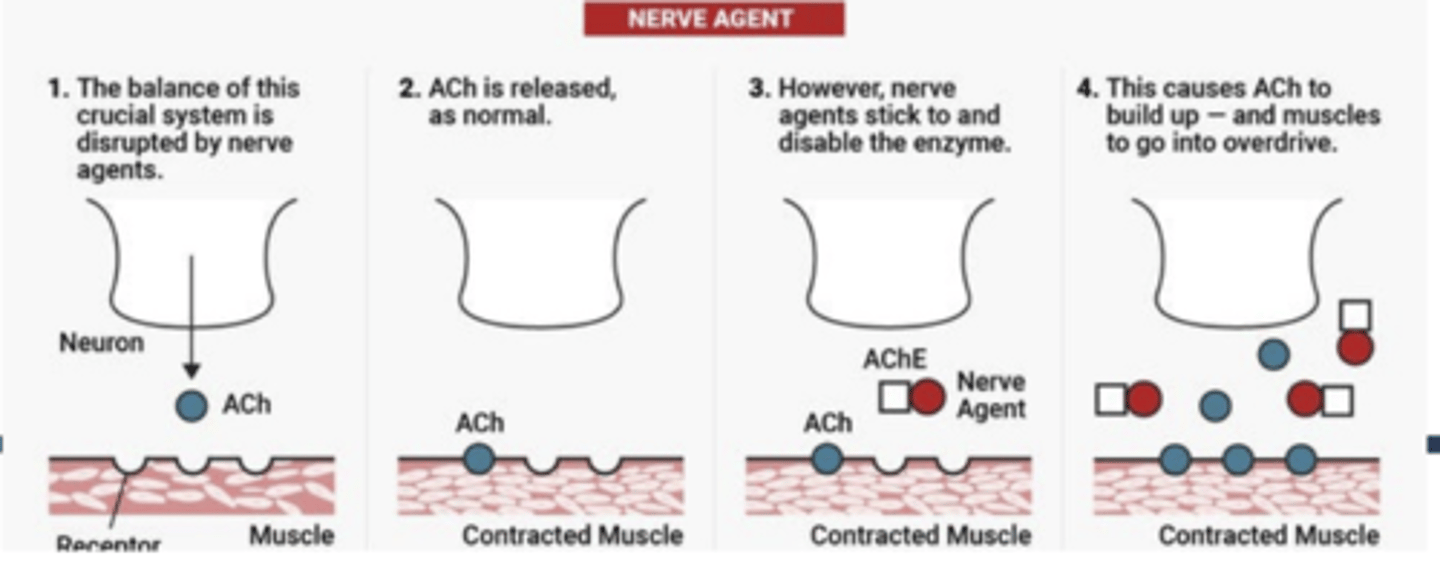 <p>1)nerve agents disrupt balance of ACh system</p><p>2)ACh released as normal</p><p>3)nerve agents stick to and disable AChE</p><p>4)result is ACh build up muscles go into overdrive</p>
