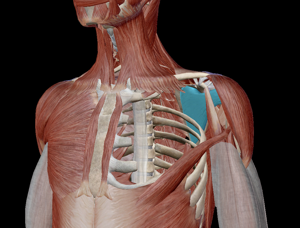 <p>What muscle is this and what are its actions?</p>