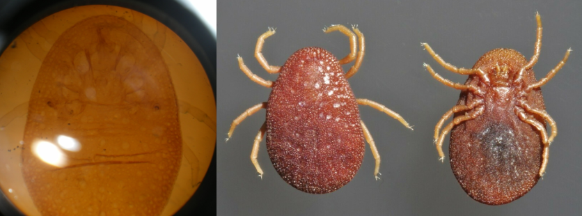 <p>Argas persicus/Fowl Tick - soft tick. poultry and other birds. cause anemia, reduced egg production</p>