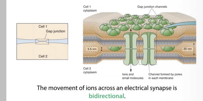 <p>At an electrical synapse neurons are coupled together by what?</p>
