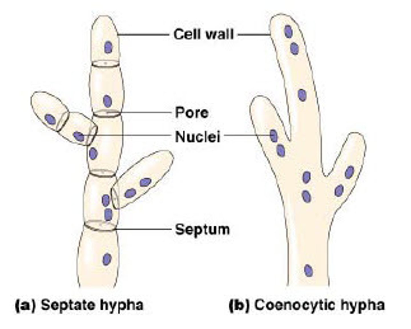 <p>the cells that make up hyphae are divided by these cross sections; no dividers in hyphae</p>