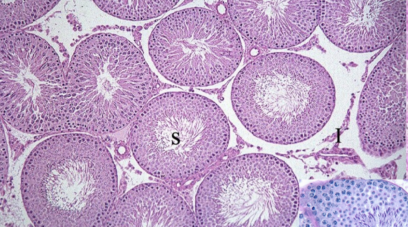 What cell type is this?