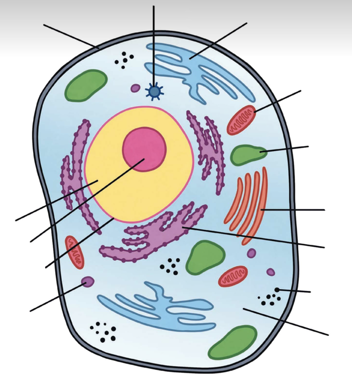biology science unit quiz Flashcards Knowt