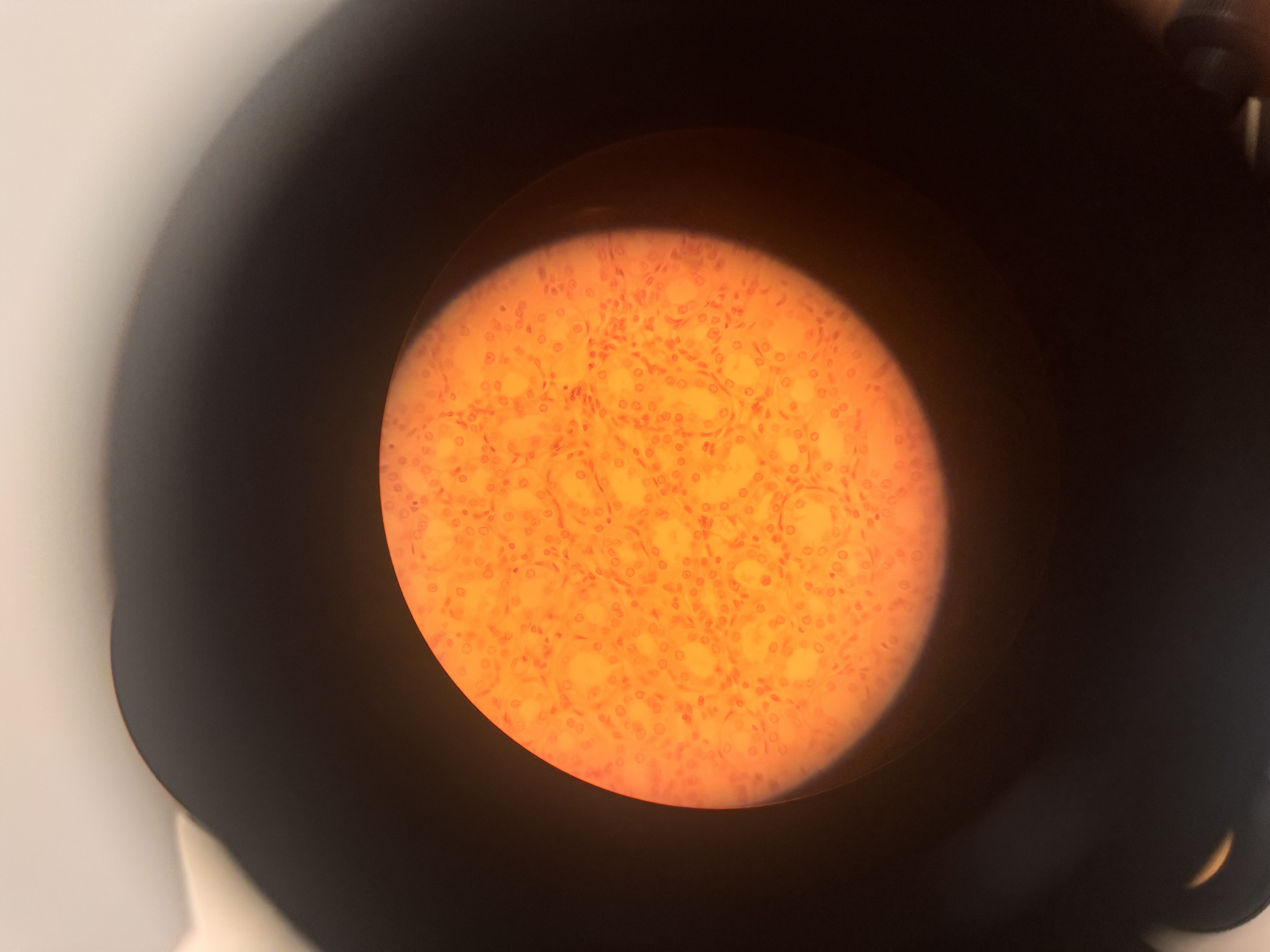 <p>what cell is this </p>