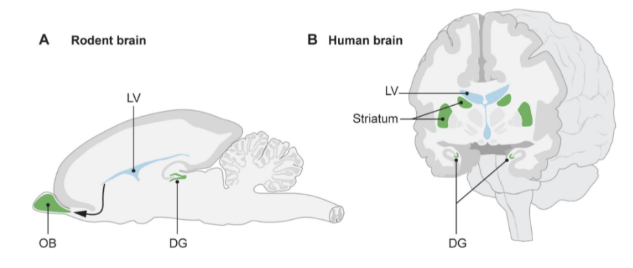 <ul><li><p>Happens in the <strong>subventricular zone (SVZ) </strong>of lateral ventricles and <strong>dentate gyrus (DG)</strong> of the hippocampus.</p></li><li><p>DG contains the <strong>subgranular zone (SGZ)</strong> — a neurogenic niche with self-renewing, multipotent stem cells.</p></li></ul><p></p>