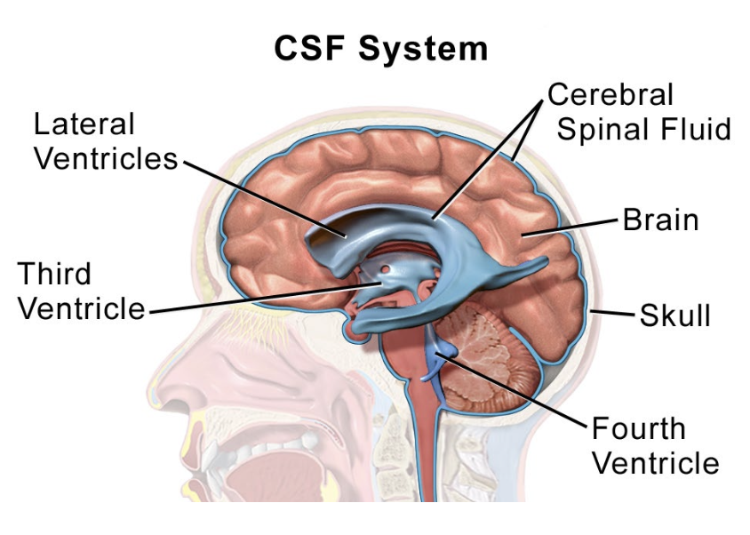<p>→ refers to the process of <strong>cerebrospinal fluid (CSF)</strong> diffusing in the brain and becoming the extracellular solution that surrounds nervous cells (neurons) that ALSO clears neuronal waste products from the interstitial space</p><ul><li><p>Supposedly pops off during sleep : D</p></li><li><p>Specialized from the lymphatic system, which clears away cellular waste from all other somatic cells</p></li></ul><p></p>