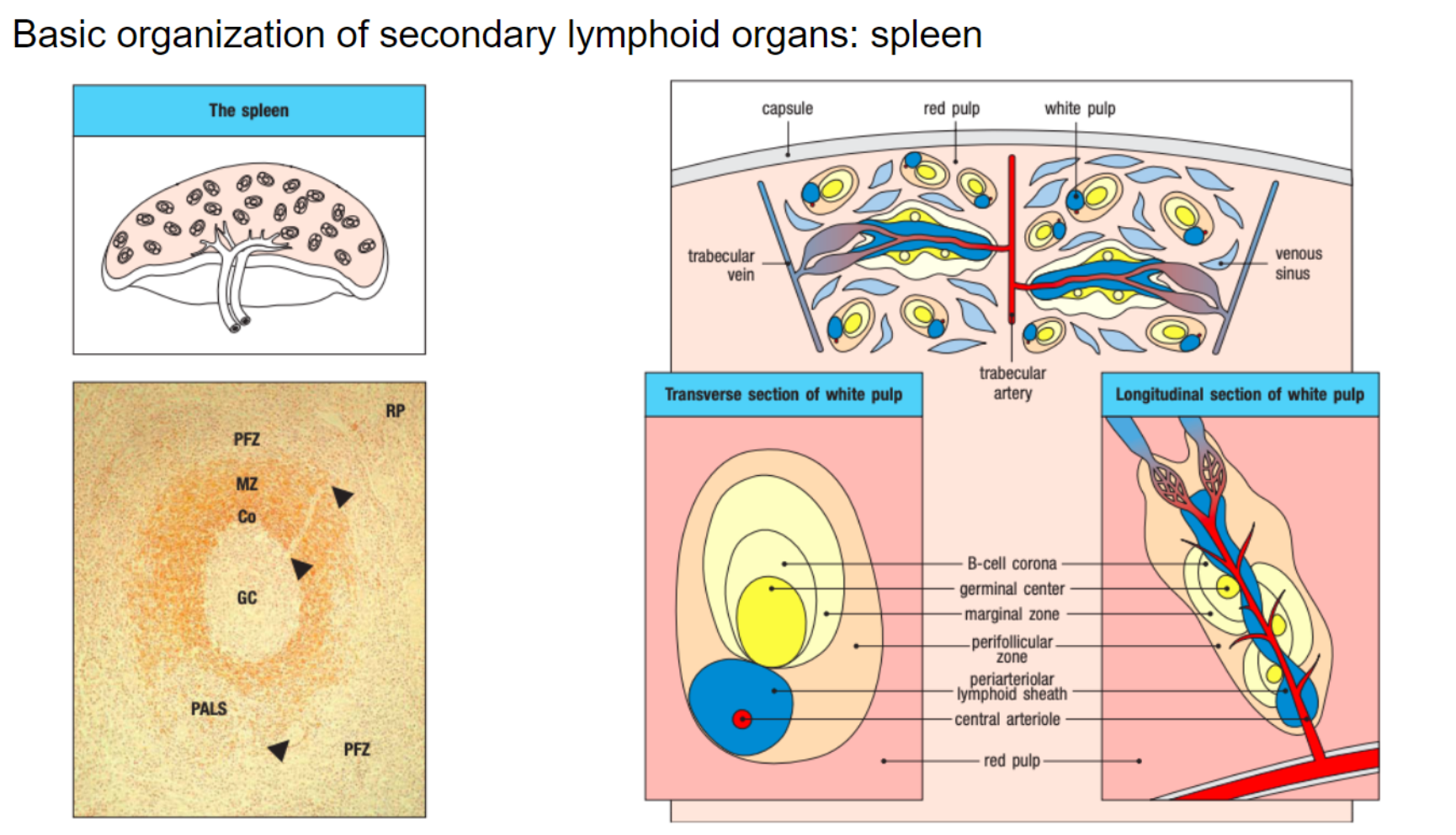 <ul><li><p><strong>Spleen Structure:</strong> Divided into red pulp (rich in red blood cells) and white pulp (houses B and T cells).</p></li><li><p><strong>Function:</strong> Filters blood entering through the splenic artery.</p></li><li><p><strong>Blood Vessel Structure:</strong> Open-ended vessels increase risk of internal bleeding if ruptured.</p></li><li><p><strong>Antigen Sampling:</strong> Macrophages in red pulp sample antigens and act as a barrier to the white pulp.</p></li><li><p><strong>B Cell Concentration:</strong> B cells in follicles of the white pulp capture remaining antigens.</p></li></ul><p></p>