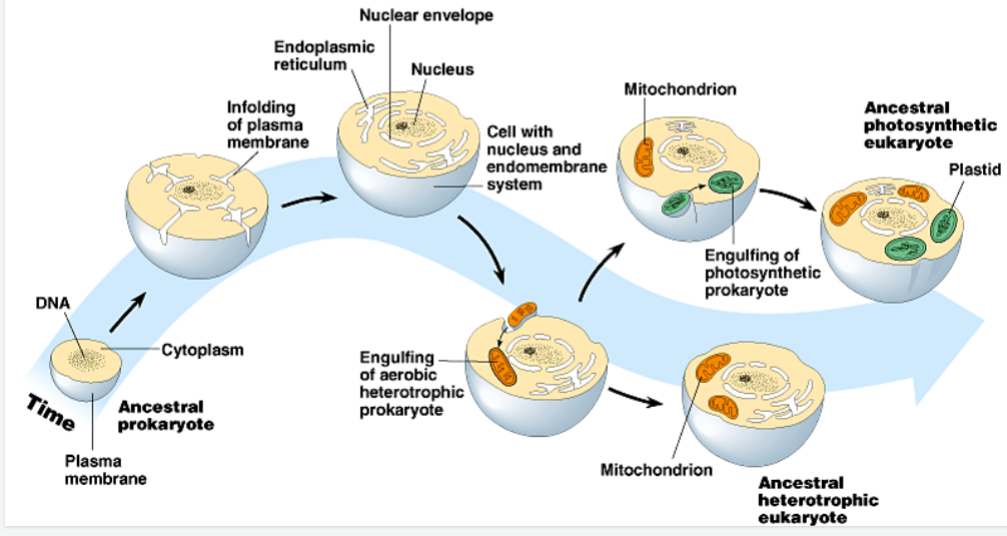 <p>-Prokaryotic cell pinches inward to create some membrane-bound organelles -Larger prokaryotic cell engulfs a smaller prokaryotic cell through Phagocytosis -Two cells develops a symbiotic relationship -Parent gives glucose, smaller gives ATP -The smaller cell eventually develops into the mitochondria -Later a photosynthetic prokaryotic cell is engulfed in the same process to create chloroplasts</p>