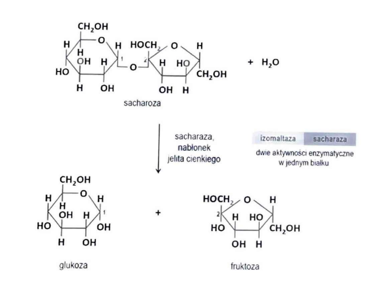 <p>w jelicie cienkim</p>