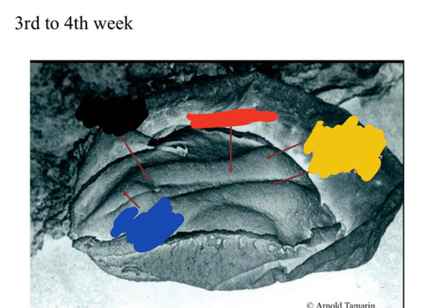 <p>Developing forebrain</p><p>Yellow</p>