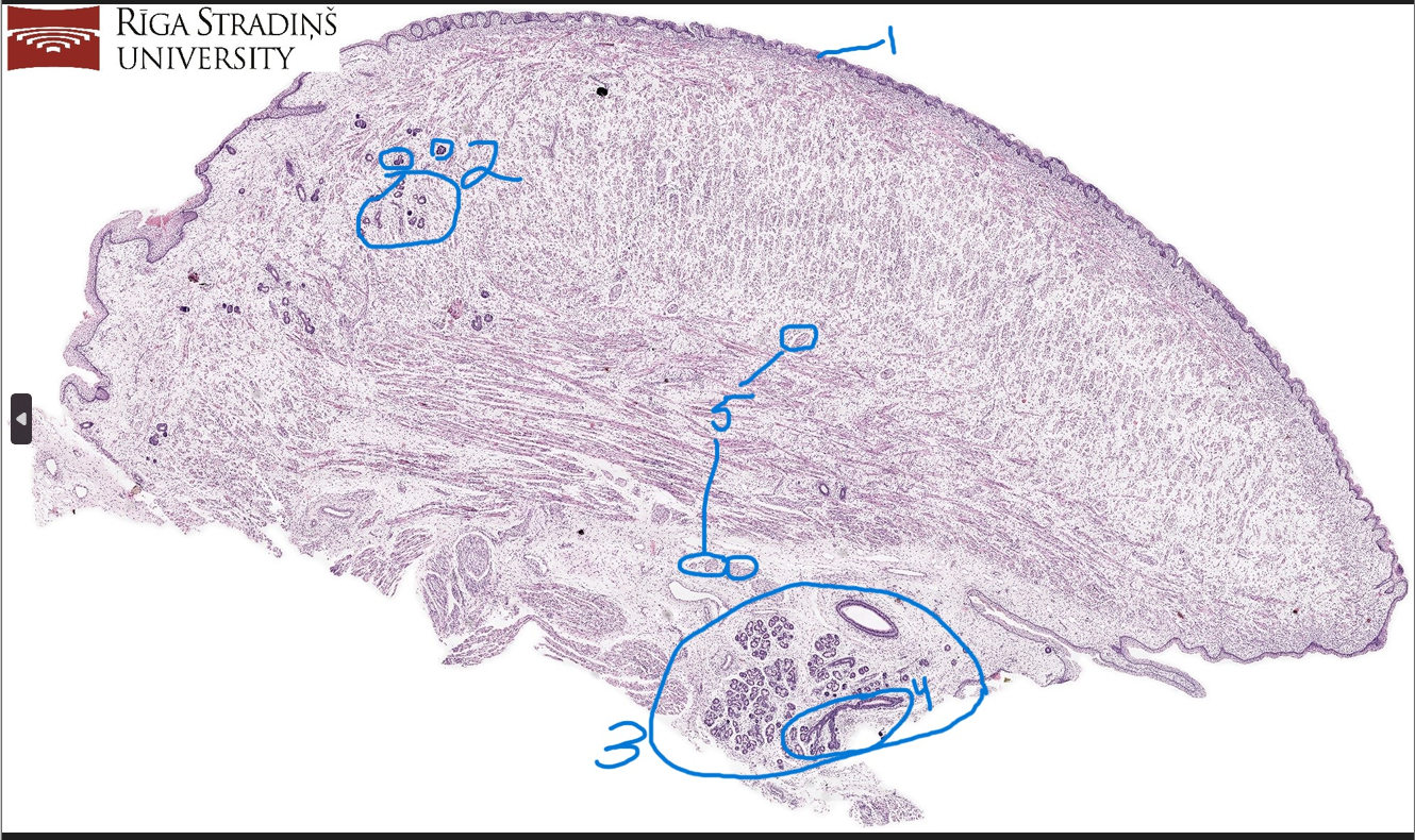 <p>Name of slide</p>