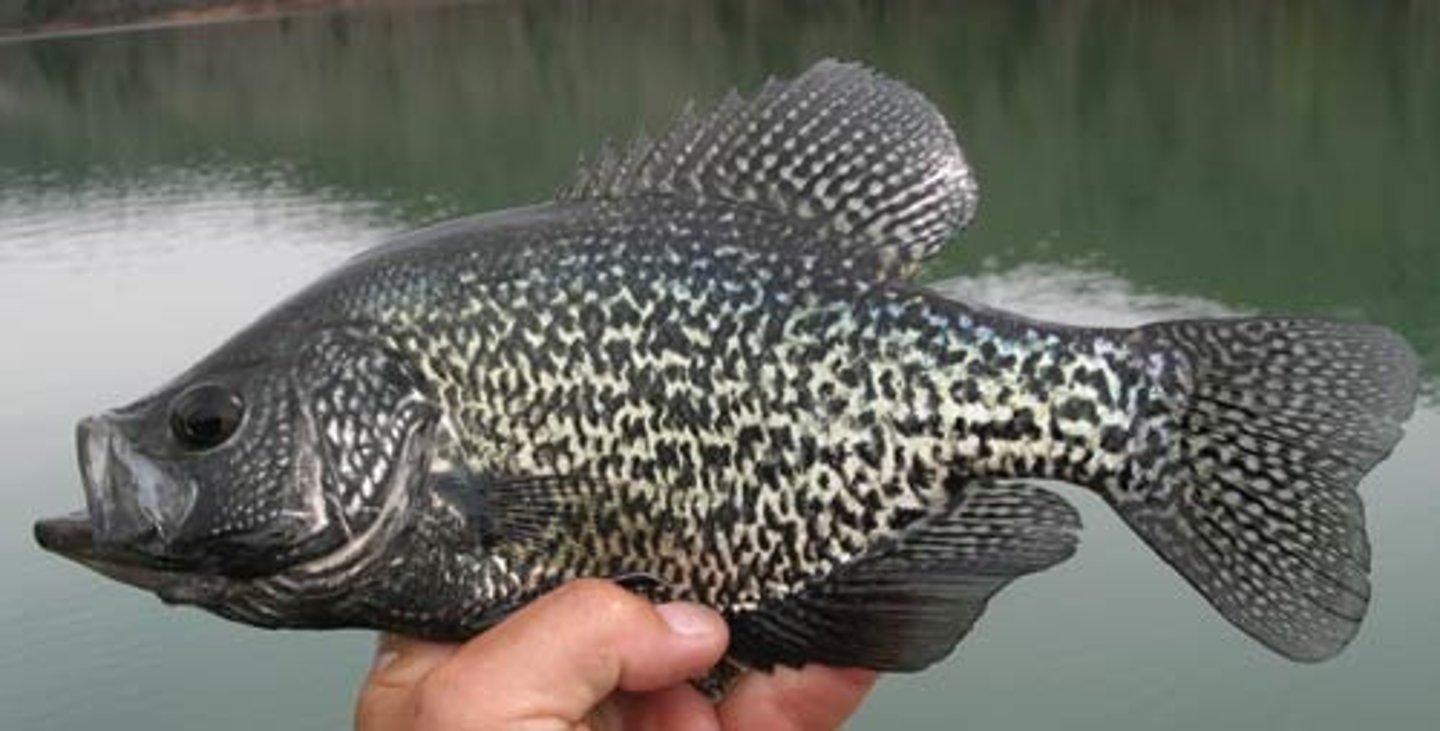 <p>Pomoxis nigromaculatus</p>