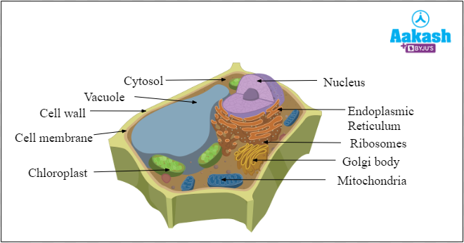 <p>outer layer <em>outside the cell membrane</em></p><p>fibers running through carbs or protein matrix</p><p>protection, structural support</p><p>ONLY IN PLANT CELLS</p>