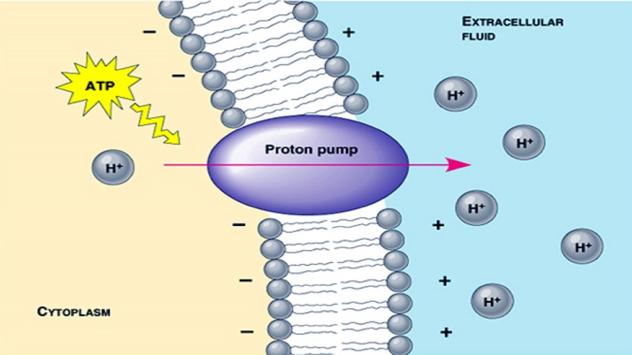<p>integral membrane protein that builds up a proton gradient</p><ul><li><p>pumps H+ out of cell</p></li></ul><p></p>