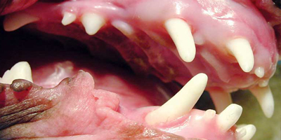 A condition causing small, conical teeth.