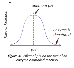 <p>Work best at optimum pH, if pH moves away (lower or higher) from the optimum, RoR slows down.</p><p>Change in pH above and below optimum breaks bonds holding enzymes together.</p>