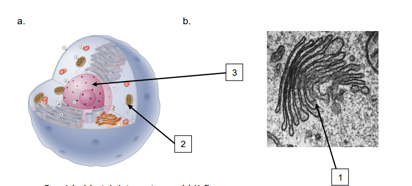 <p>Wat is nummer 3</p>