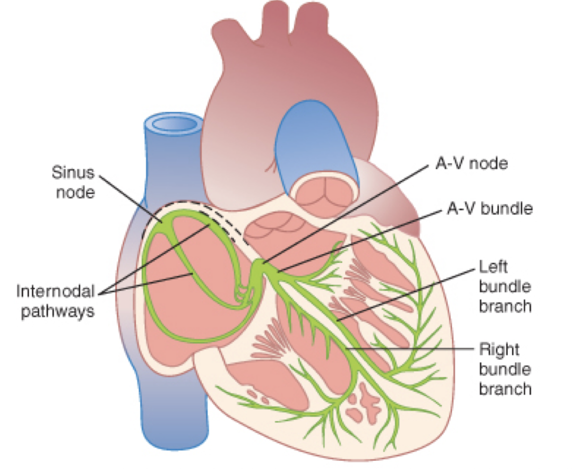 <ul><li><p>S-A node</p></li><li><p>internodal pathway,</p></li><li><p>A-V node,</p></li><li><p>A-V bundle</p></li><li><p>left &amp; right bundle branches of Perkinje fibers.</p></li></ul><p></p>