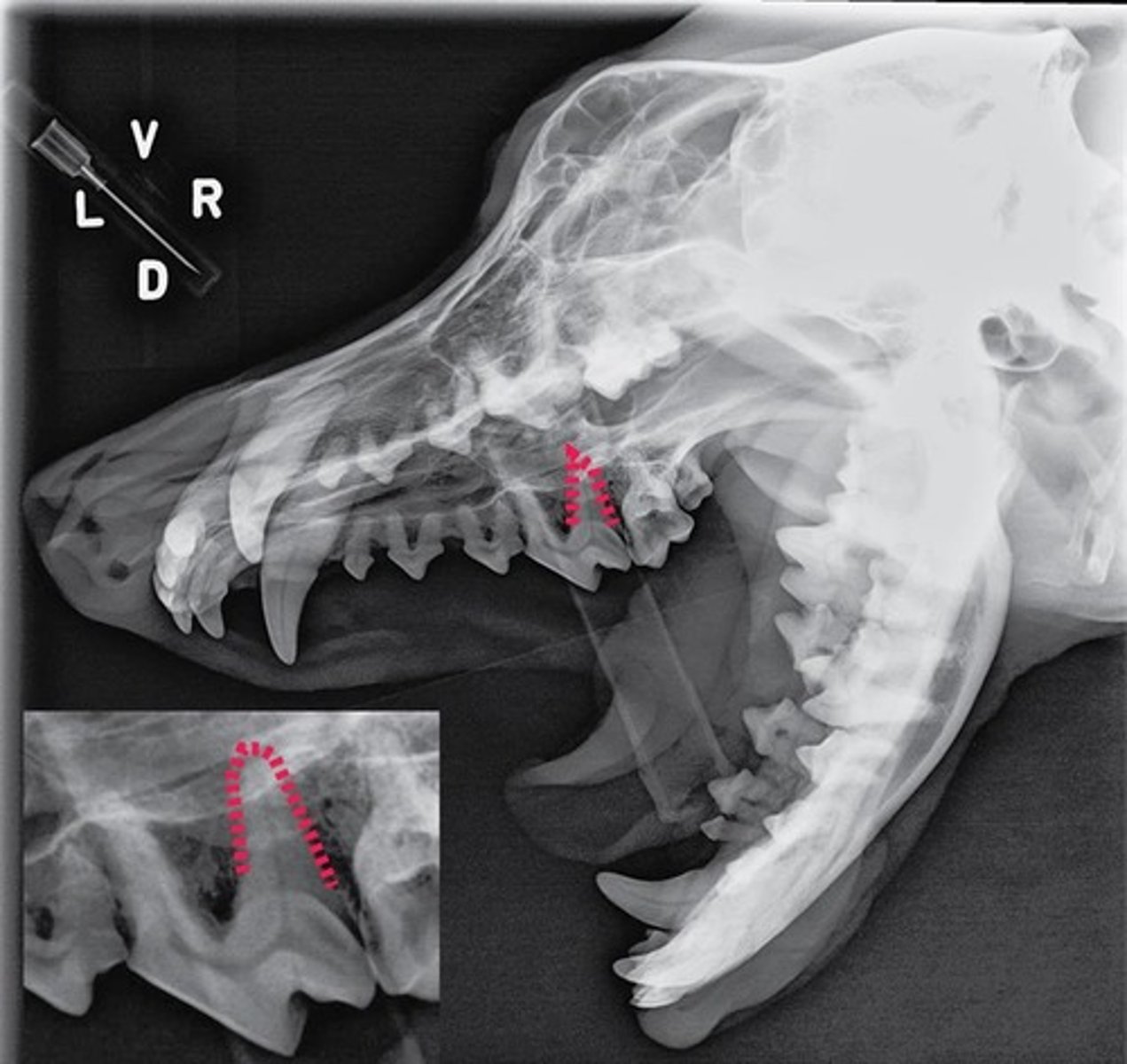 <p>Identify the part of the tooth outlined.</p>