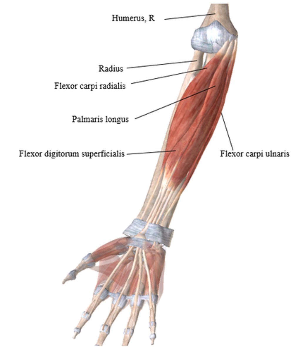 <p>Flexor Digitorum Superficialis (FDS)</p>