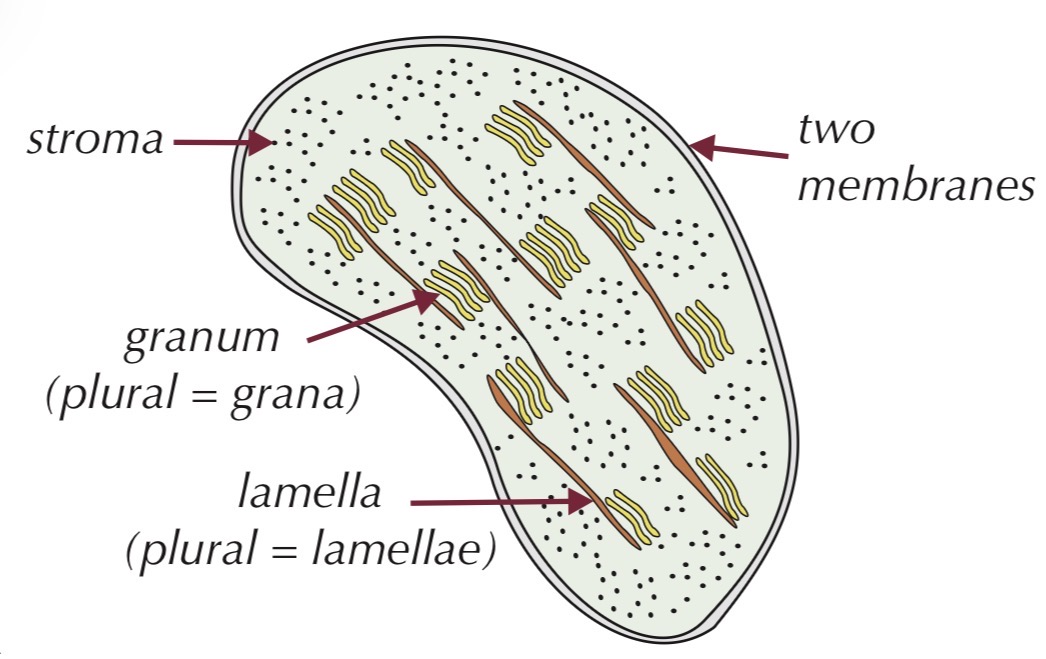 <ul><li><p>Found in plant cells</p></li><li><p>Small, flattened organelle</p></li><li><p>Surrounded by a double membrane</p><ul><li><p>Contains:</p><ul><li><p>Thylakoid membranes</p></li><li><p>Grana (stacks of thylakoids)</p></li><li><p>Lamellae (link grana)</p></li><li><p>Stroma</p></li></ul></li></ul></li><li><p>Function:</p><ul><li><p>Site of photosynthesis</p><ul><li><p>Light-dependent reactions occur in grana</p></li><li><p>Light-independent reactions occur in stroma</p></li></ul></li></ul></li></ul><p></p>