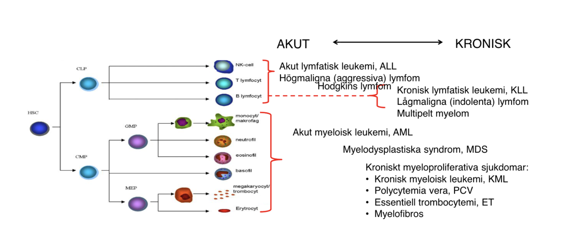 <p>De delas in i kroniska och akuta beroende på vilket <strong>mognadsstadie blastcellerna/cellerna </strong> befinner sig i.</p><p>Kroniska:</p><ul><li><p>Kronisk lymfatisk leukemi</p></li><li><p>Kronisk myeloisk leukemi, t(9;22)</p></li><li><p>Myeloproliferativa sjukdomar</p></li><li><p>Myelodysplatiskt syndrom</p></li><li><p>Indolenta lymfom</p></li></ul><p>Akuta:</p><ul><li><p>Akut lymfatisk leukemi</p></li><li><p>Akut myeloisk leukemi</p></li><li><p>Högmaligna lymfom</p></li></ul>