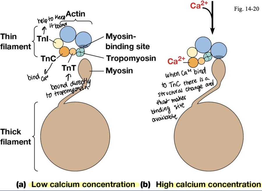 <p>TnT is bound directly to tropomyosin. once there is high amounts of calcium, the calcium will bind to TnC and that will cause a conformational change. the tropomyosin will moved away from binding site and myosin can bind now.</p>