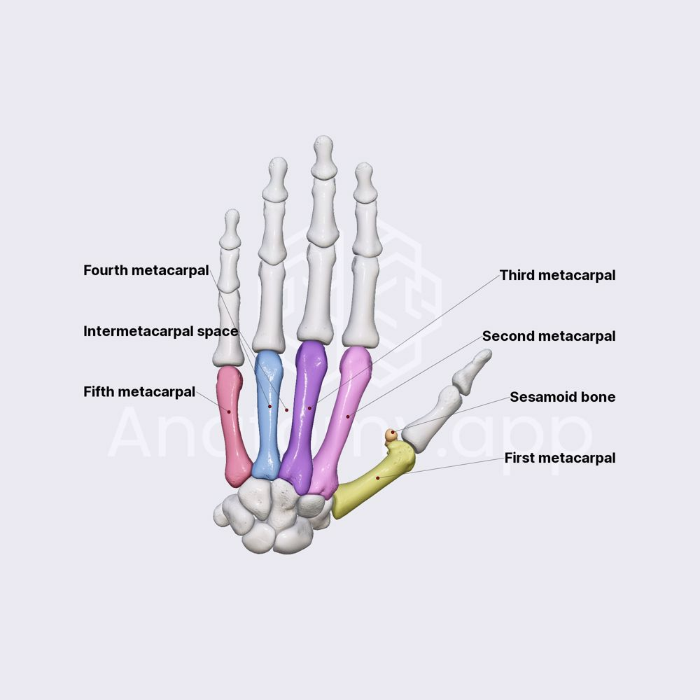 <p><strong>beginning of yellow metacarpal</strong></p>