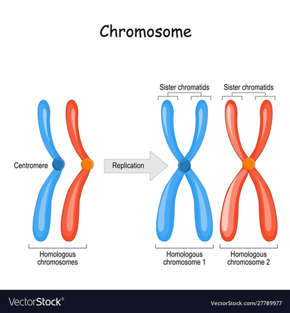 <p>- Two chromosomes</p><p>-One parental and one maternal</p><p>- That are identical and unpaired</p>