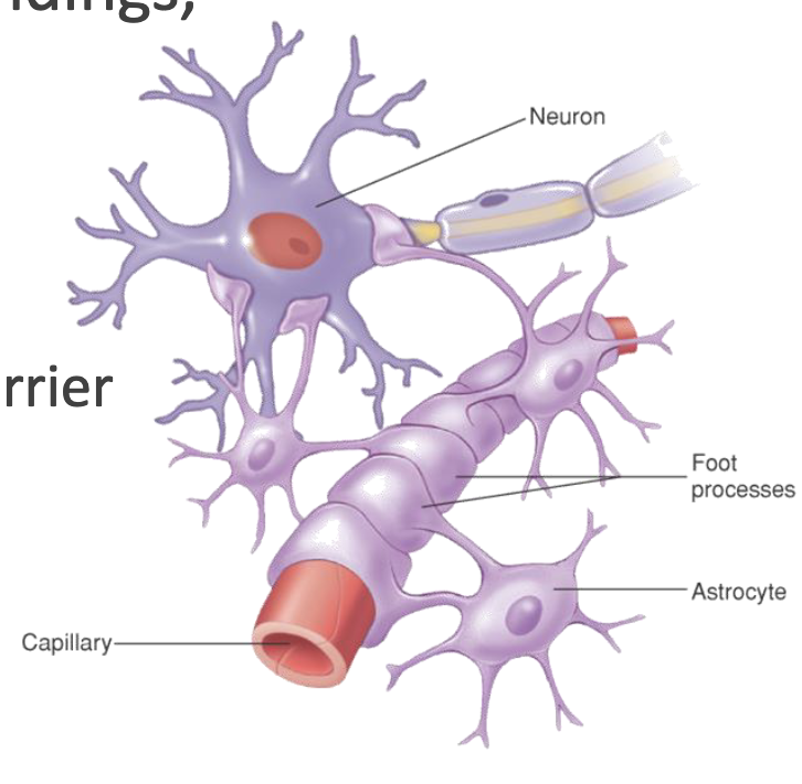 <p>most abundant, branched, and versatile; cling to <u>neurons/synapses</u> and cover <u>capillaries</u></p><ul><li><p>support neurons &amp; blood vessels</p></li><li><p>anchor neurons to nutrient supplies</p></li><li><p>influence function of blood-brain barrier</p></li><li><p>produce secondary energy to neurons</p></li><li><p>process substances: clean up K ions &amp; recycle neurotransmitters</p></li><li><p>isolate damaged tissue &amp; limit spread of infection</p></li></ul><p></p>